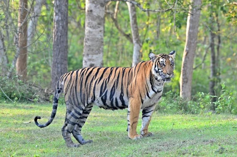 Nagarahole Tiger Reserve